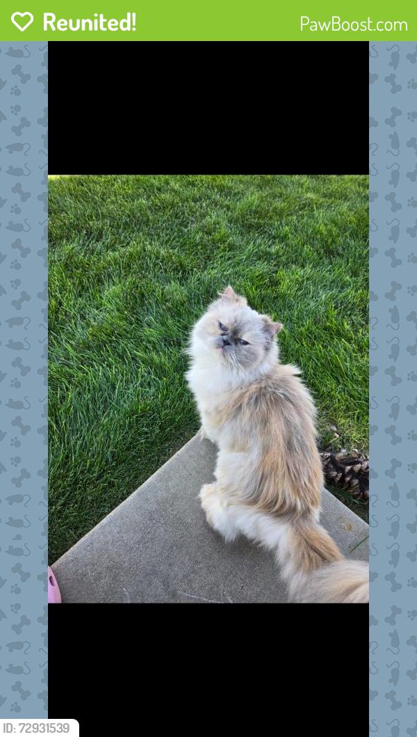 Reunited Female Cat last seen Near Bluebells Dr, Evans, CO 80620, USA, Evans, CO 80620