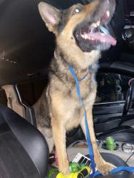 Reunited Male Dog last seen Palm Bay, FL, USA, Palm Bay, FL 32905