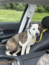 Reunited Male Dog last seen Grand Ridge Drive, Arlington, TN 38002