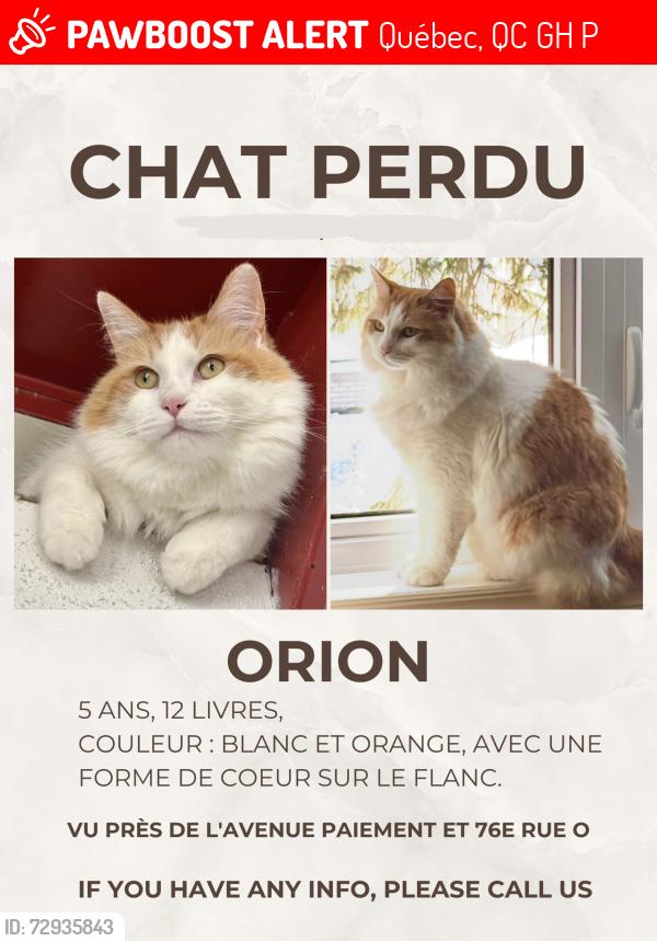 Lost Male Cat last seen Paiement & 76e rue o, Québec, QC G1H 5P6