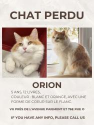 Lost Male Cat last seen Paiement & 76e rue o, Québec, QC G1H 5P6