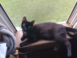 Reunited Female Cat last seen Aroma De Terra , Garfield Heights, OH 44125