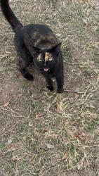 Reunited Female Cat last seen Wortham Bend  Rd, McLennan County, TX 76633