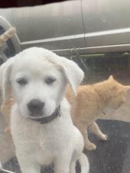 Lost Female Dog last seen Pickton, TX 75471, Pickton, TX 75471