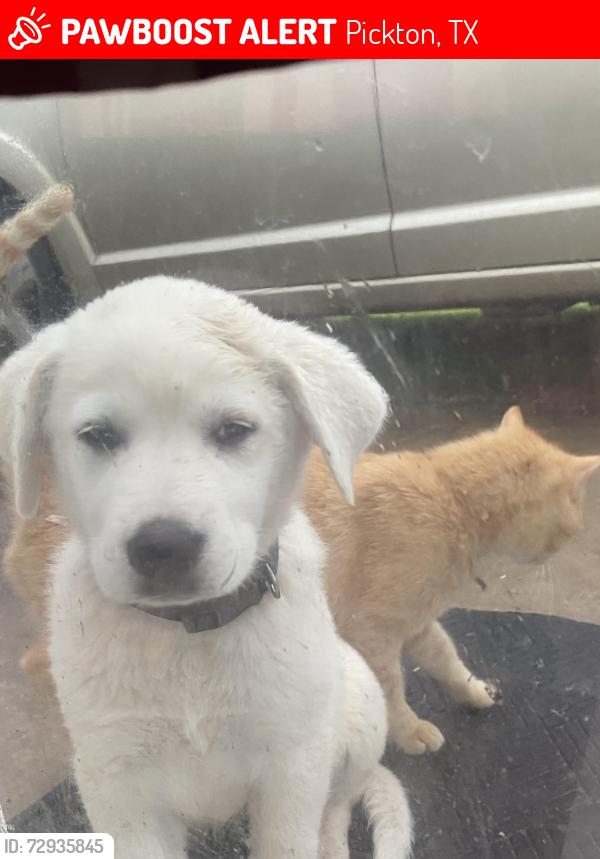 Lost Female Dog last seen Pickton, TX 75471, Pickton, TX 75471