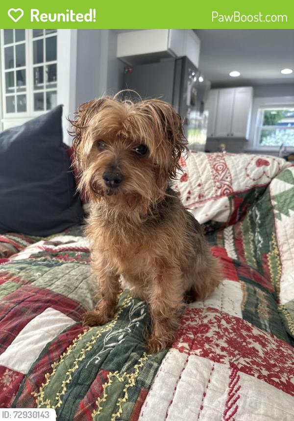 Reunited Male Dog last seen North Stevens and North 43rd St, Tacoma, WA 98407