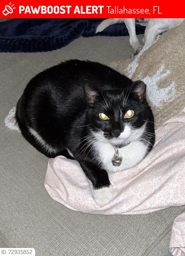 Lost Female Cat last seen Near Corey wood circle, Tallahassee, FL 32304