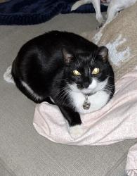 Lost Female Cat last seen Near Corey wood circle, Tallahassee, FL 32304