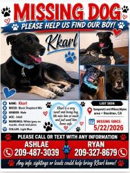 Lost Male Dog last seen Alpine sanquenetti , Stockton, CA 95205