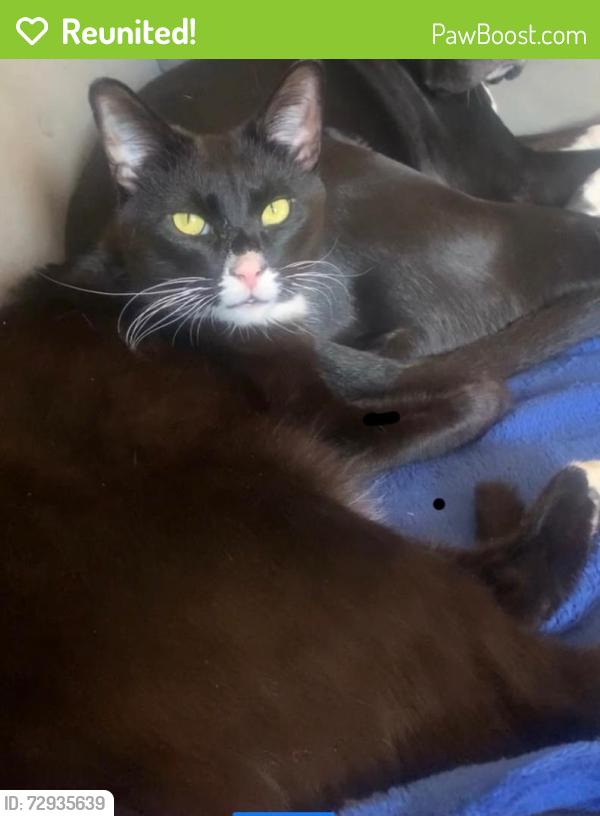Reunited Male Cat last seen Broadway, New York, NY 10025