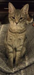 Lost Female Cat last seen S Hamilton Road & Melroy Ave, Columbus, OH 43227