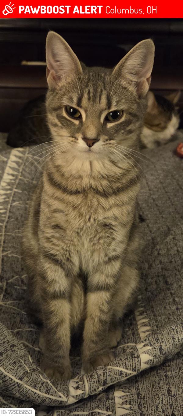Lost Female Cat last seen S Hamilton Road & Melroy Ave, Columbus, OH 43227