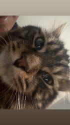 Reunited Male Cat last seen CVS,east middle, Worcester, MA 01604