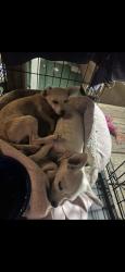 Lost Male Dog last seen Beekley & poweline rd, San Bernardino County, CA 92371