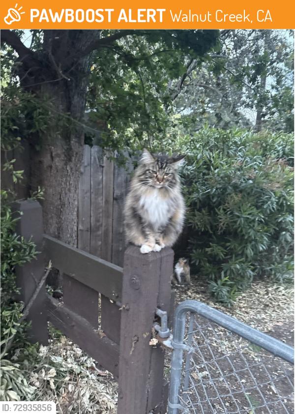 Found/Stray Unknown Cat last seen On the C Trail, Walnut Creek, CA 94597