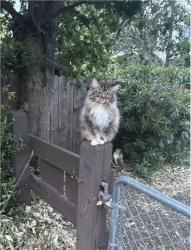 Found/Stray Unknown Cat last seen On the C Trail, Walnut Creek, CA 94597