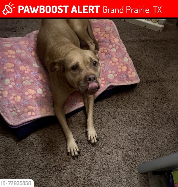 Lost Female Dog last seen Third St & S Center St Grand Prairie Tx 75051, Grand Prairie, TX 75051