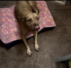 Lost Female Dog last seen Third St & S Center St Grand Prairie Tx 75051, Grand Prairie, TX 75051