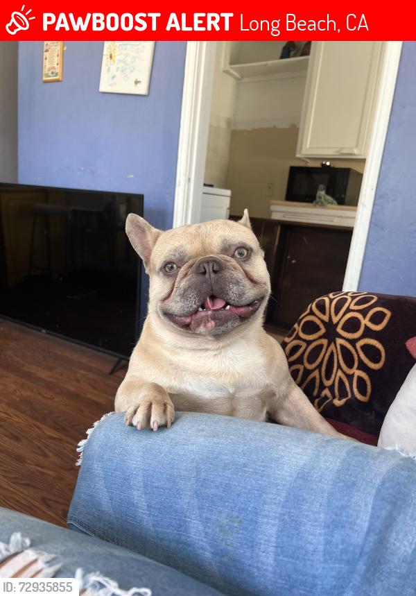 Lost Male Dog last seen Near freeway and Long Beach blvd, Long Beach, CA 90805