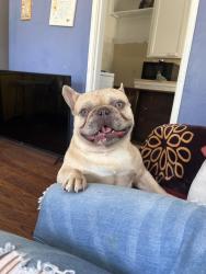 Lost Male Dog last seen Near freeway and Long Beach blvd, Long Beach, CA 90805