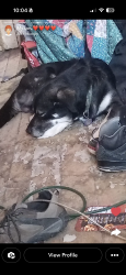 Lost Male Dog last seen Near Main Street St. Los Lunas , Los Lunas, NM 87031