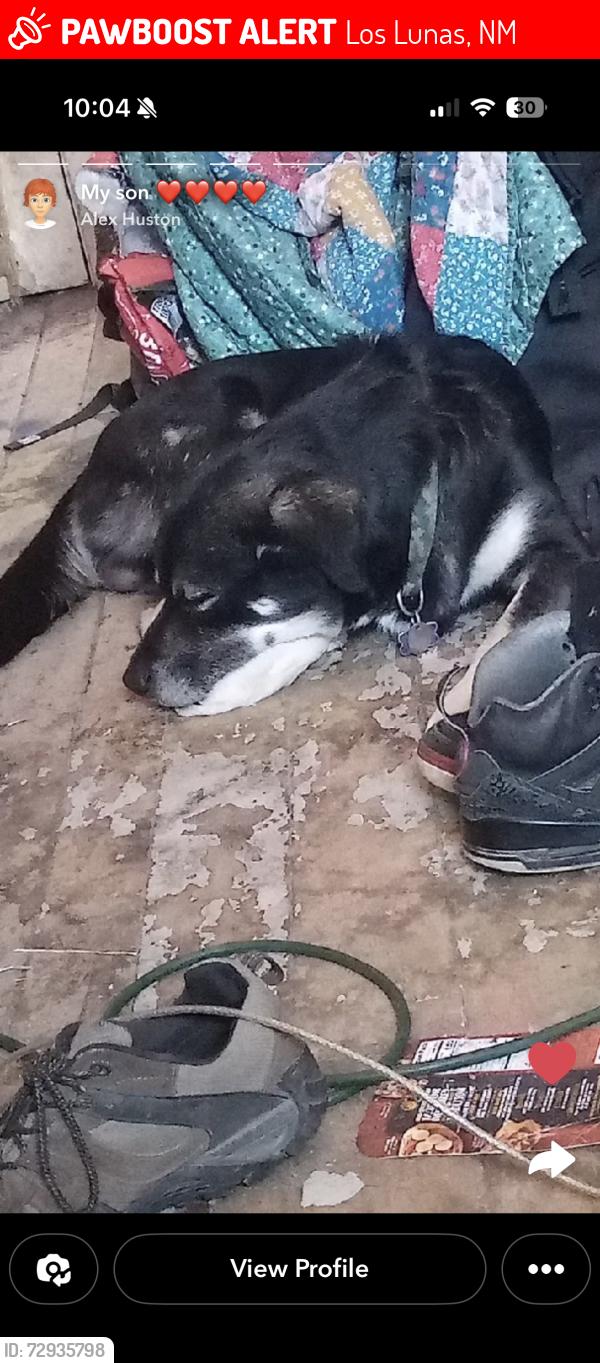 Lost Male Dog last seen Near Main Street St. Los Lunas , Los Lunas, NM 87031
