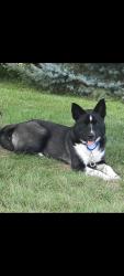 Lost Female Dog last seen Potters rd and johnson, Ionia, MI 48846