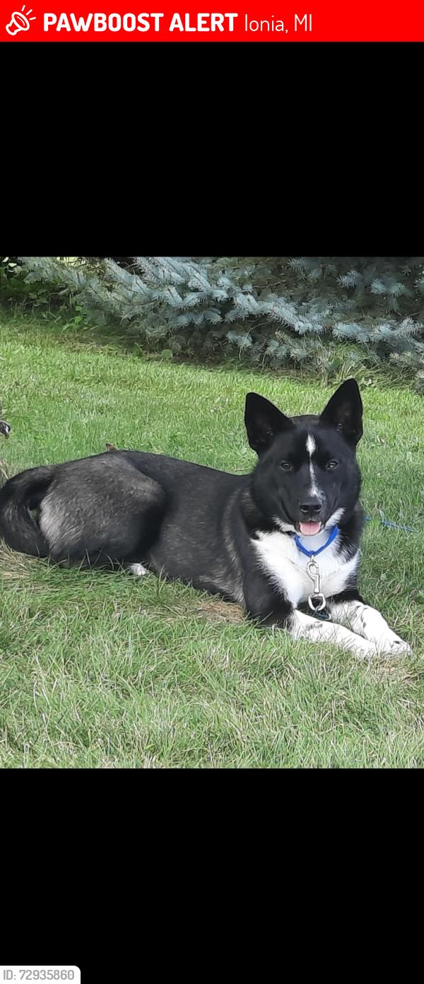 Lost Female Dog last seen Potters rd and johnson, Ionia, MI 48846