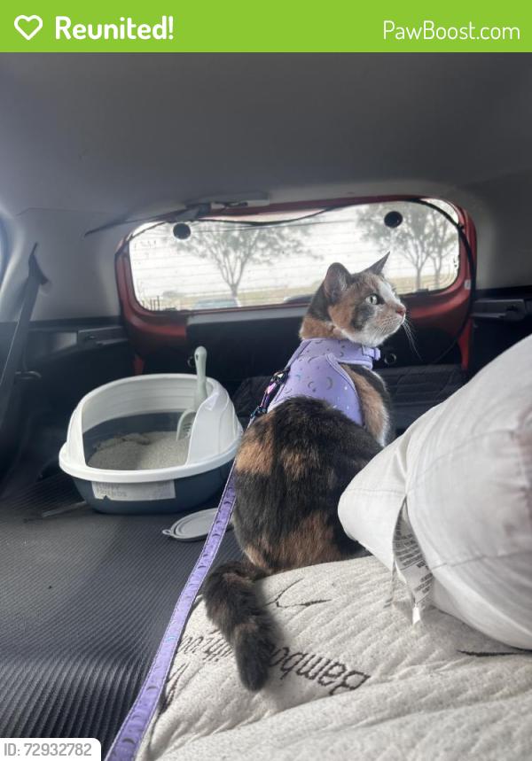 Reunited Female Cat last seen Near W 23rd St S, Garden Plain, KS 67050, USA, Garden Plain, KS 67050