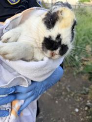 Shelter Stray Female Rabbit last seen , CA , Oakland, CA 94601