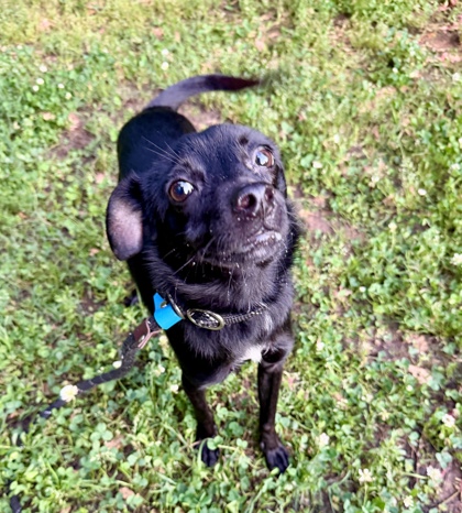 Shelter Stray Male Dog last seen Near Old Greystone Dr, Lithonia, GA 30058, 30058, GA, Atlanta, GA 30341