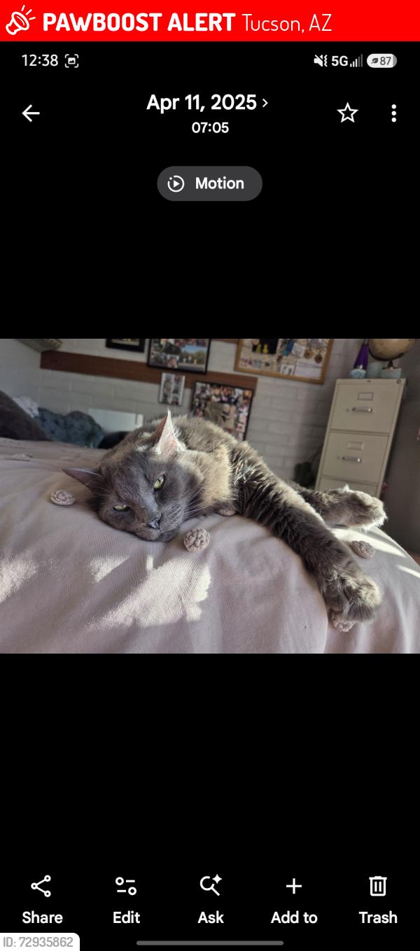 Lost Male Cat last seen Lakeside park , Tucson, AZ 85730