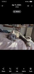 Lost Male Cat last seen Lakeside park , Tucson, AZ 85730
