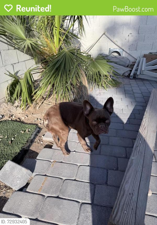 Reunited Male Dog last seen South 10th st & e St. Louis ave, Las Vegas, NV 89104