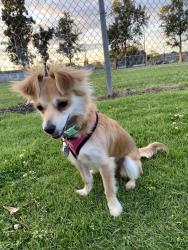 Reunited Female Dog last seen Lomita & avalon, Carson, CA 90745