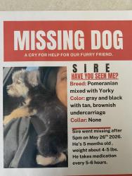 Reunited Male Dog last seen Silverado Ranch and Maryland PKWY, Paradise, NV 89123