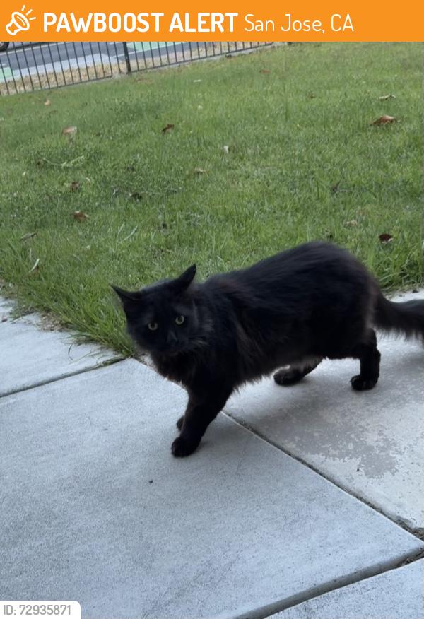 Found/Stray Unknown Cat last seen Snell and Calero, San Jose, CA 95123