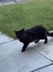 Found/Stray Unknown Cat last seen Snell and Calero, San Jose, CA 95123