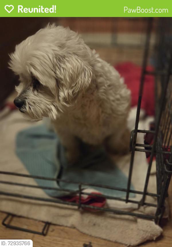 Reunited Male Dog last seen Devore Heights, San Bernardino, CA 92407, USA, San Bernardino, CA 92407