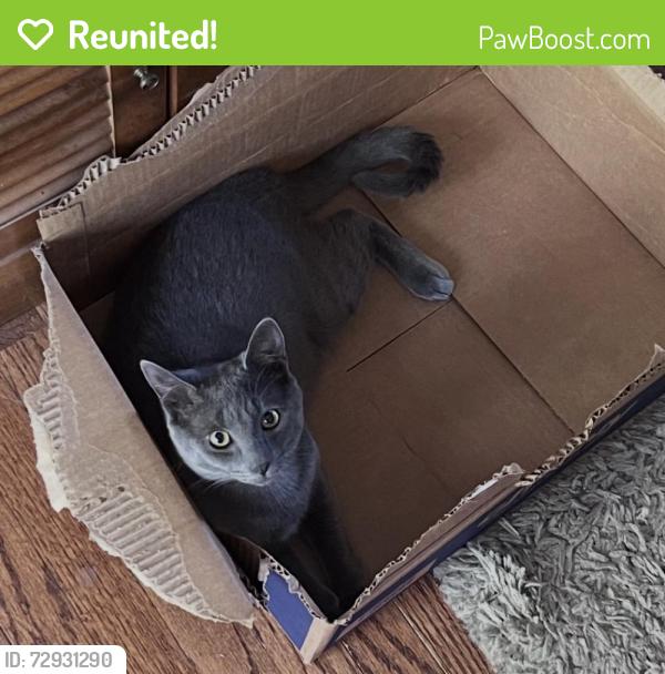 Reunited Male Cat last seen Near Roosevelt Dr, Chapel Hill, NC 27514, USA, Chapel Hill, NC 27514