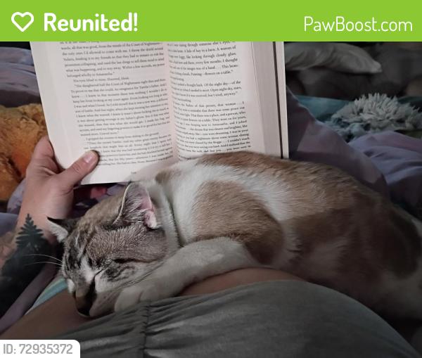 Reunited Male Cat last seen 17th & Grant, Vancouver, WA 98660