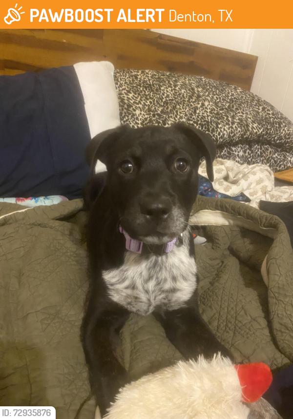 Found/Stray Female Dog last seen Off of Hettie St, near the courthouse , Denton, TX 76209
