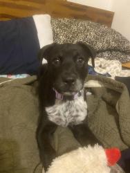 Found/Stray Female Dog last seen Off of Hettie St, near the courthouse , Denton, TX 76209