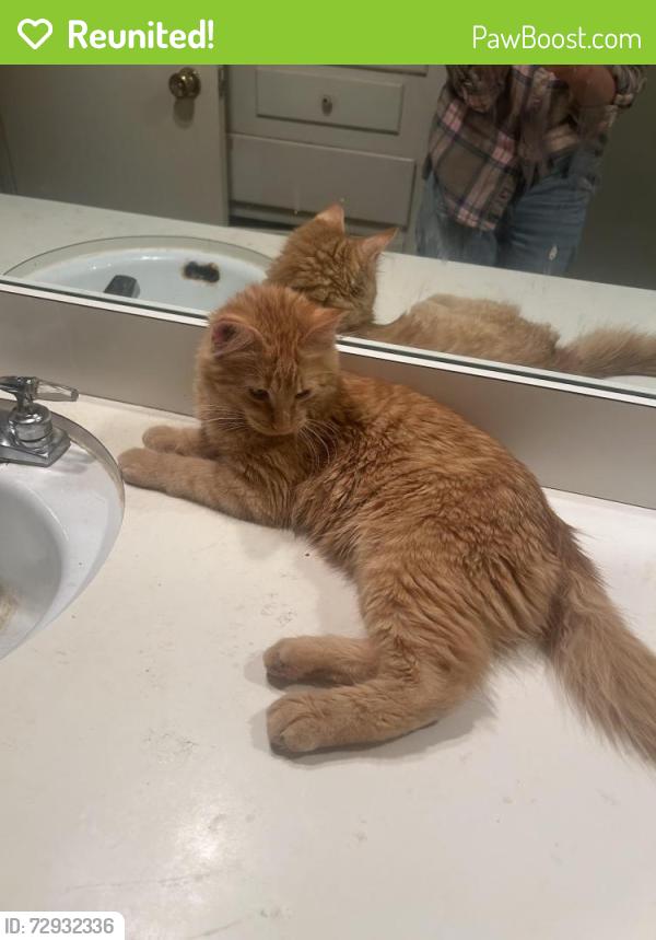 Reunited Male Cat last seen fielder/ northwood, Arlington, TX 76012