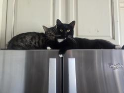 Lost Female Cat last seen North Spur Cross , Cave Creek, AZ 85331