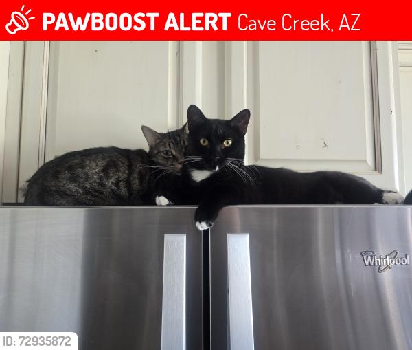 Lost Female Cat last seen North Spur Cross , Cave Creek, AZ 85331