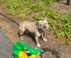 Reunited Male Dog last seen Lake Drive & E Hartford Ave, Milwaukee, WI 53211