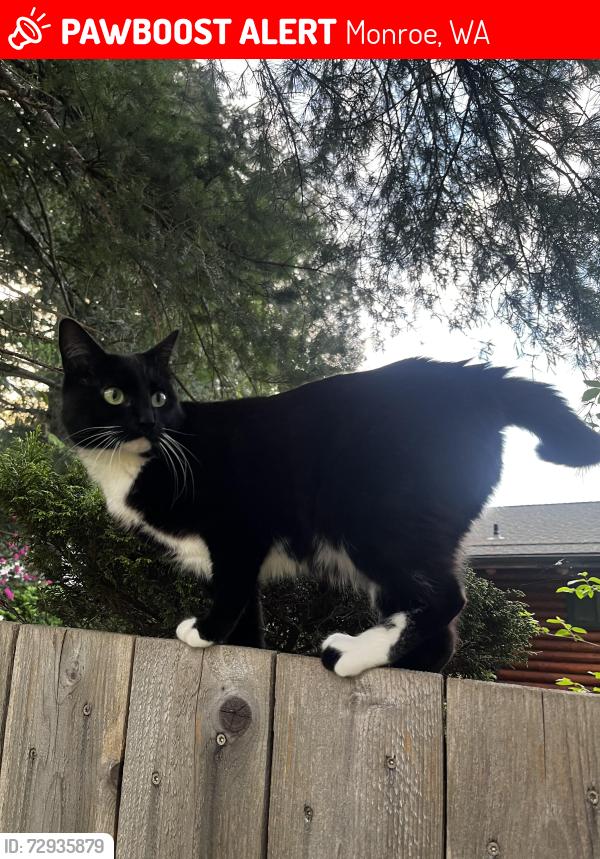 Lost Female Cat last seen Florence acers, Monroe, WA 98272