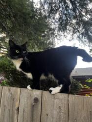 Lost Female Cat last seen Florence acers, Monroe, WA 98272
