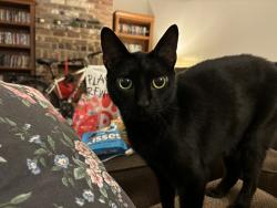 Lost Female Cat last seen Montara ests, Paradise, NV 89121